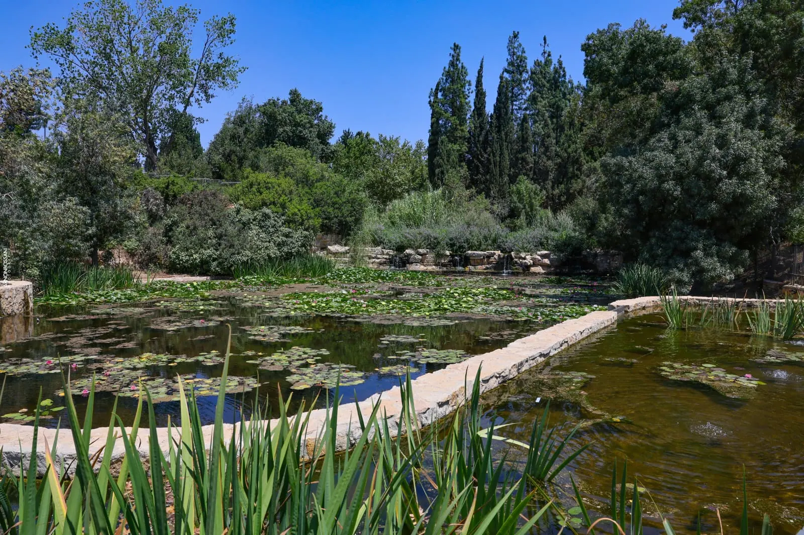 גן וואהל לוורדים בירושלים - תמונה 3